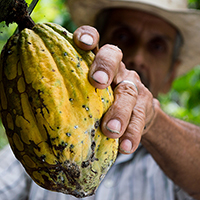 Nachernteprozess von Kakaobohnen: Herstellung des Rohstoffes für Schokolade in den Ursprungsländern